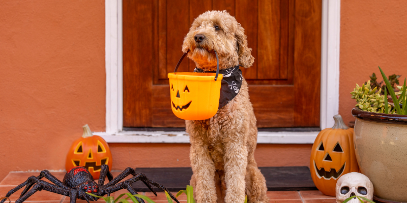 Halloween-Ready Homes: The Most Family-Friendly Streets in Milton, Burlington & Oakville